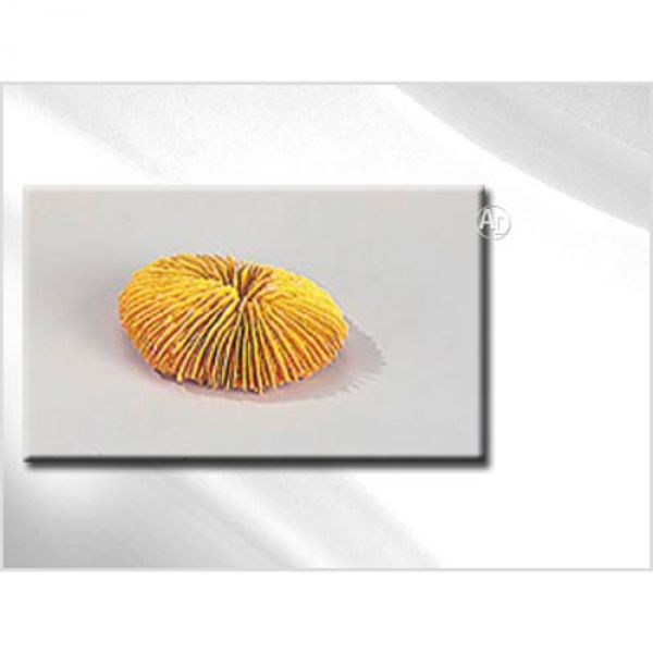 Decor Koralle Rose Coral 10cm gelb